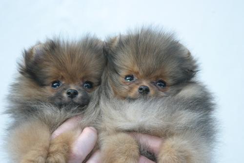 Vand pui pomeranian toy pt show (poms) - Pret | Preturi Vand pui pomeranian toy pt show (poms)