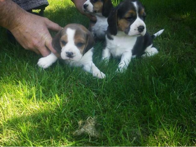 beagle , yorkshire terrier , mops ,bulldog englez de vanzare - Pret | Preturi beagle , yorkshire terrier , mops ,bulldog englez de vanzare