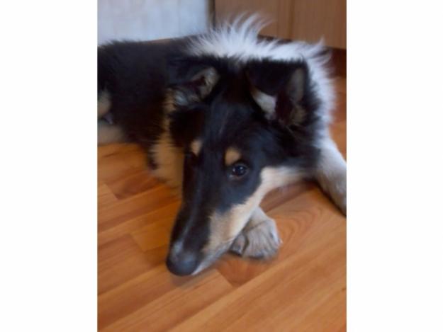 Rough Collie (Lessie) - Pret | Preturi Rough Collie (Lessie)