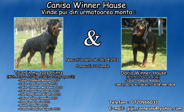 Canisa Winner Hause vinde pui rottweiler - Pret | Preturi Canisa Winner Hause vinde pui rottweiler