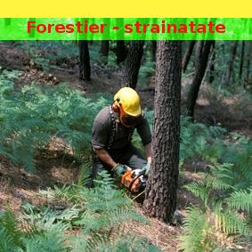 Oferta munca forestier - Pret | Preturi Oferta munca forestier