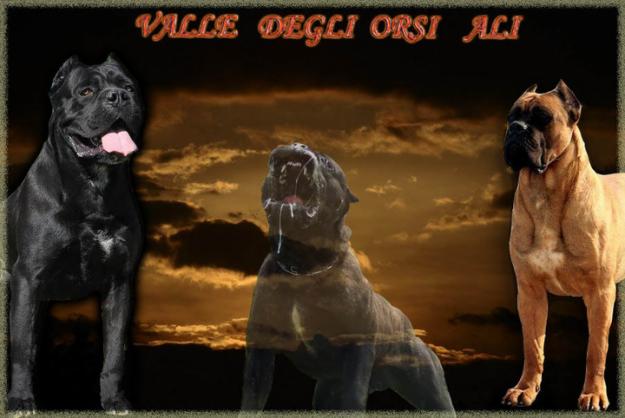 Pui Cane Corso De Exceptie - Pret | Preturi Pui Cane Corso De Exceptie