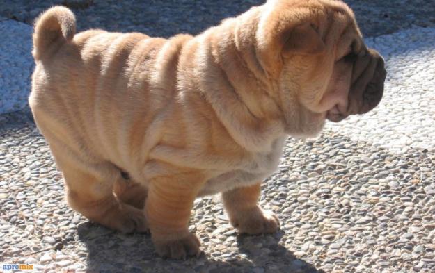 vans shar-pei 190 euro rasa pura - Pret | Preturi vans shar-pei 190 euro rasa pura