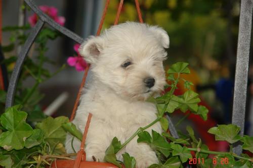 catelusa WESTIE cu pedigree - Pret | Preturi catelusa WESTIE cu pedigree