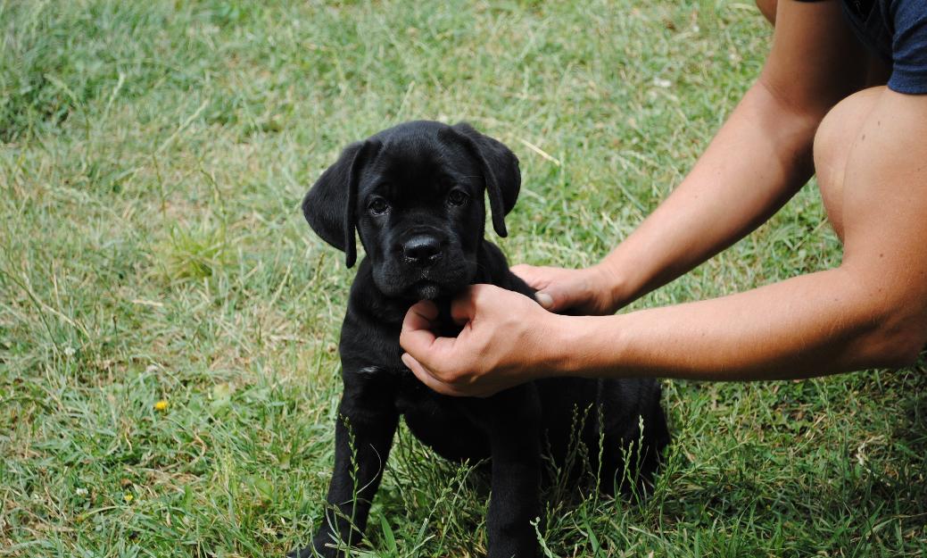 vand cane corso rasa pura - Pret | Preturi vand cane corso rasa pura