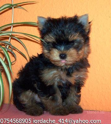 Vand yorkshire terrier mini extra cu pedigree - Pret | Preturi Vand yorkshire terrier mini extra cu pedigree