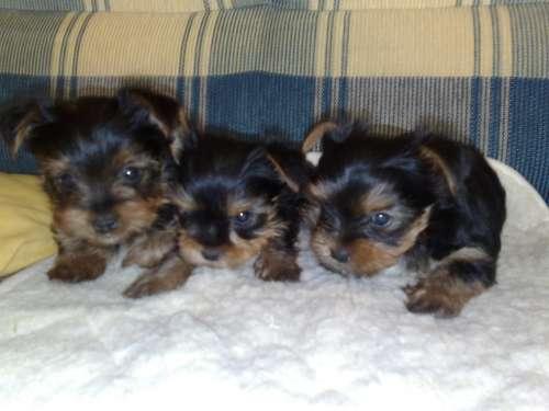 Catei de vanzare din rasa Yorkshire terrier - Pret | Preturi Catei de vanzare din rasa Yorkshire terrier