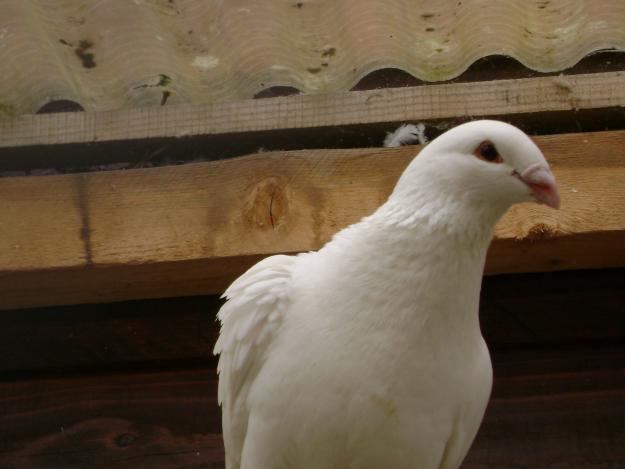 Porumbei de vanzare - Pret | Preturi Porumbei de vanzare