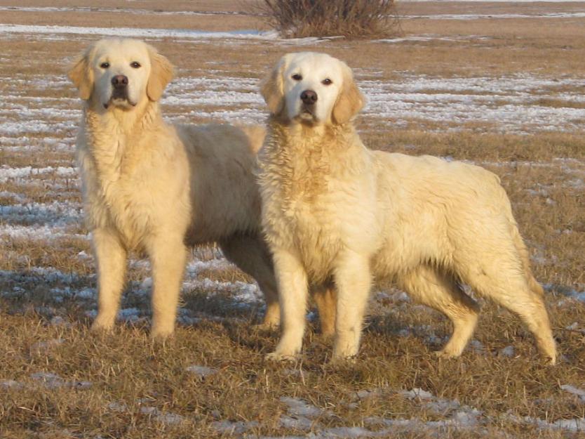 pui golden retriever cu pedigree - Pret | Preturi pui golden retriever cu pedigree