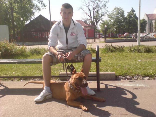 vand femela pitbull de 1 an si 6 luni - Pret | Preturi vand femela pitbull de 1 an si 6 luni