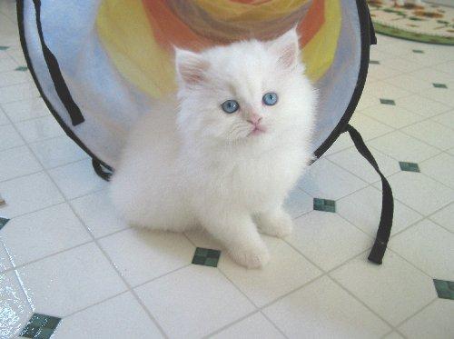 lindo gatinho persa para adopção - Pret | Preturi lindo gatinho persa para adopção