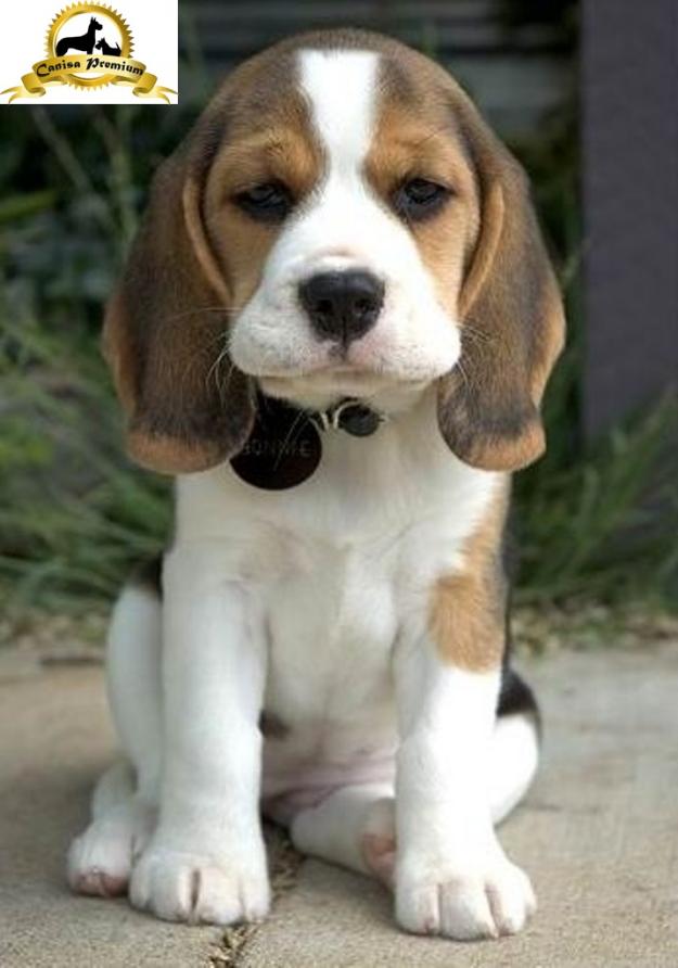 Pui de Beagle, 2 luni - Pret | Preturi Pui de Beagle, 2 luni