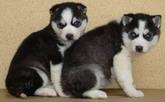 vand pui husky siberian - Pret | Preturi vand pui husky siberian
