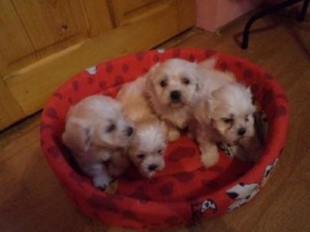 bichon maltez albi 700.ron. - Pret | Preturi bichon maltez albi 700.ron.