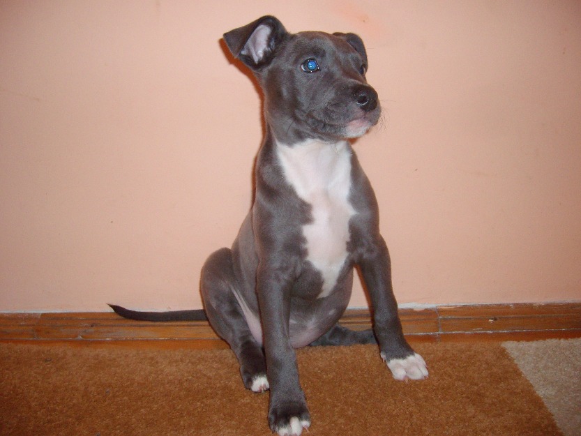 Pitbull Blue - Pret | Preturi Pitbull Blue