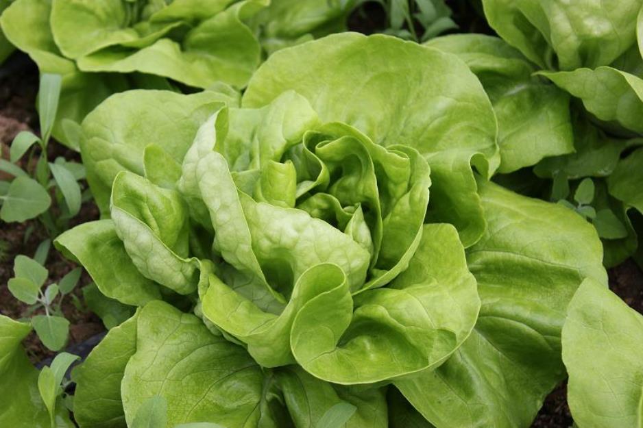 Vand salata verde Touareg 2013/2014 - producator - 35.000 buc. salata - Pret | Preturi Vand salata verde Touareg 2013/2014 - producator - 35.000 buc. salata