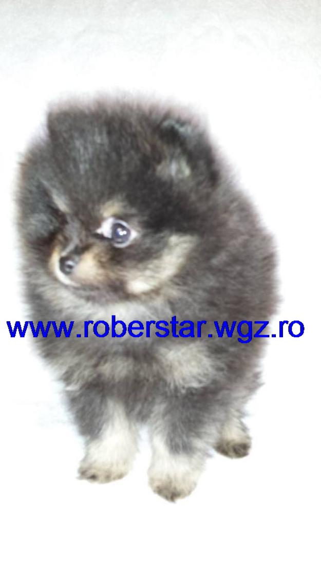 Pui pomeranian cu pedigree - Pret | Preturi Pui pomeranian cu pedigree