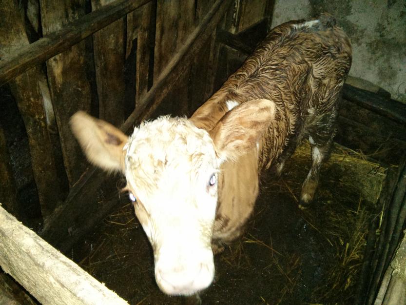 urgent vaca baltata romaneasca - Pret | Preturi urgent vaca baltata romaneasca