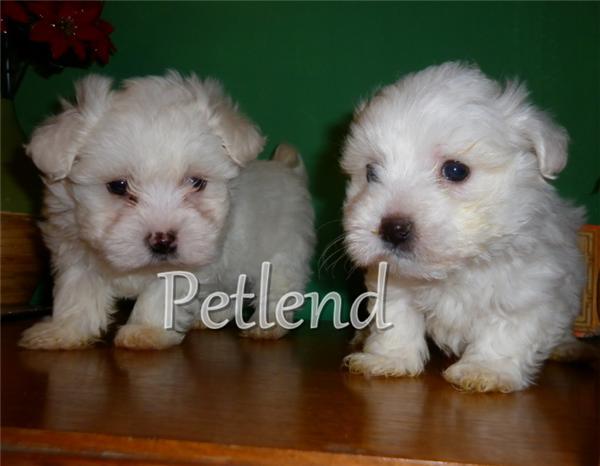 Vand catelusi Bichon Maltese - Pret | Preturi Vand catelusi Bichon Maltese