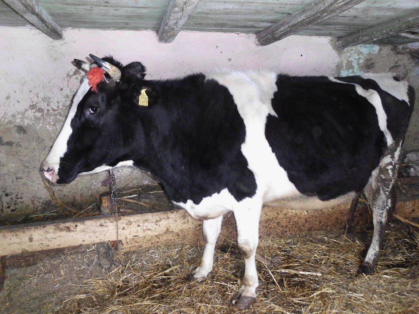 Vaca de lapte, rasa BNR+ Holstein Friza - Pret | Preturi Vaca de lapte, rasa BNR+ Holstein Friza