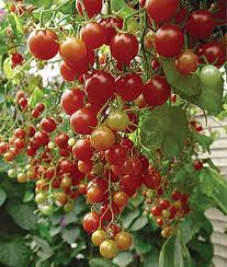 vindem seminte capsuni, legume , de toate felurile - Pret | Preturi vindem seminte capsuni, legume , de toate felurile