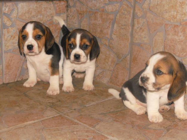 Catelusi Beagle de vanzare cu varsta de 8 saptamani, vaccinati si deparazitati atat intern - Pret | Preturi Catelusi Beagle de vanzare cu varsta de 8 saptamani, vaccinati si deparazitati atat intern