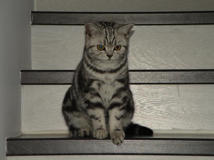 Pisica British Shorthair Silver Tabby - Pret | Preturi Pisica British Shorthair Silver Tabby