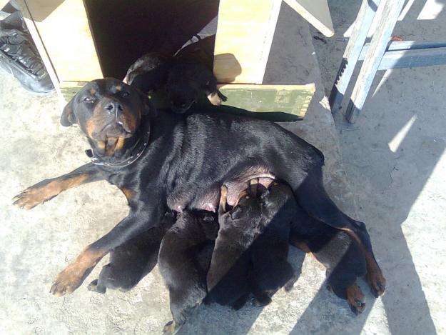 Rottweiler de vanzare - Pret | Preturi Rottweiler de vanzare
