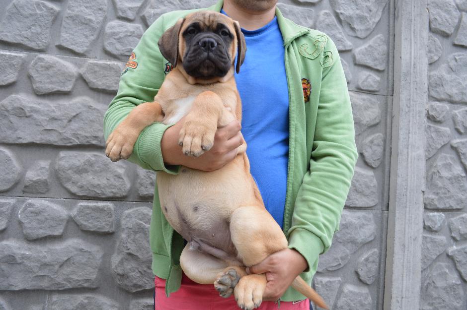 Bullmastiff cu pedigree - Pret | Preturi Bullmastiff cu pedigree