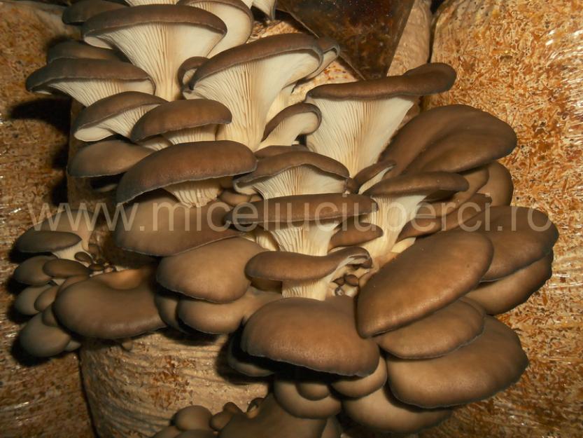 Miceliu pleurotus , champignon si ciuperci exotice de vanzare - Pret | Preturi Miceliu pleurotus , champignon si ciuperci exotice de vanzare
