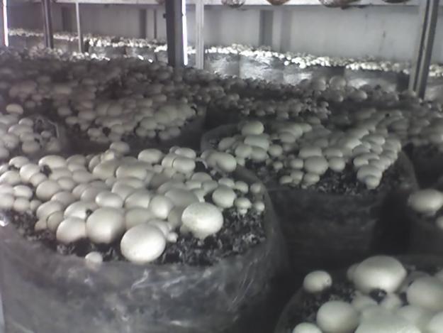 Echipamente ciupercarie, asistenta la cultivarea ciupercilor - Pret | Preturi Echipamente ciupercarie, asistenta la cultivarea ciupercilor
