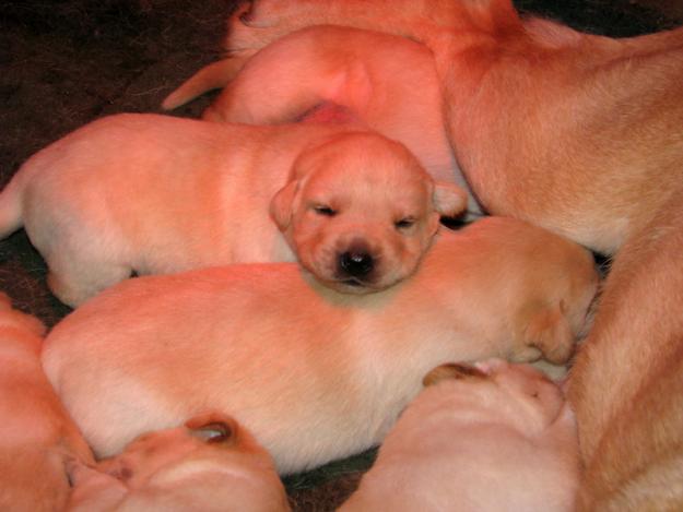 vand pui labrador cu pedigree - Pret | Preturi vand pui labrador cu pedigree