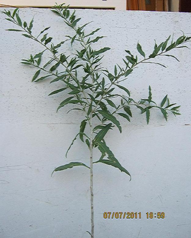 A producator arbusti goji,aronia,merisor - Pret | Preturi A producator arbusti goji,aronia,merisor