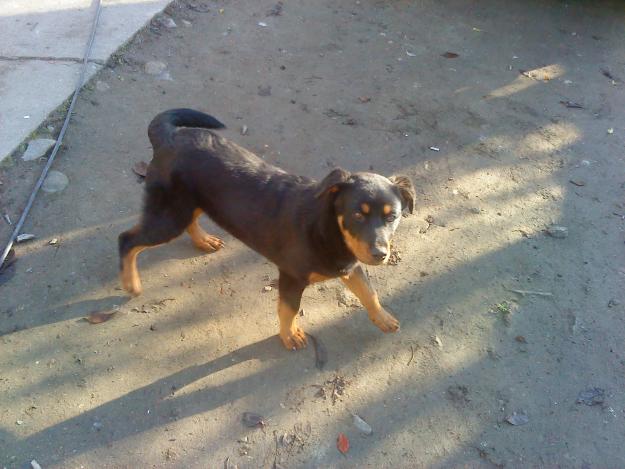 Vand catelusa rasa rottweiler - Pret | Preturi Vand catelusa rasa rottweiler