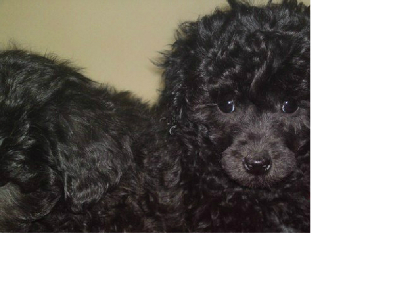 vand pui caniche/poodle pitic - Pret | Preturi vand pui caniche/poodle pitic