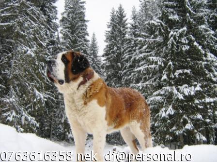 PUI SAINT BERNARD CU PEDIGREE - Pret | Preturi PUI SAINT BERNARD CU PEDIGREE