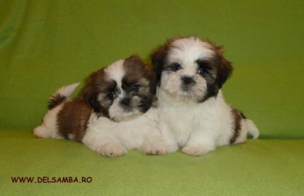 de vanzare shih-tzu, pui de shih-tzu - Pret | Preturi de vanzare shih-tzu, pui de shih-tzu