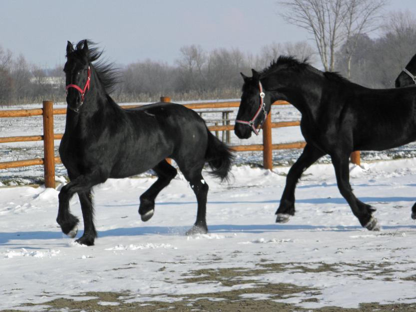 vand friesian iapa echitatie brasov - Pret | Preturi vand friesian iapa echitatie brasov