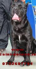 cane corso - Pret | Preturi cane corso