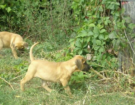 Vand pui Dogo Canario - Pret | Preturi Vand pui Dogo Canario