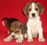 beagle tricolori - Pret | Preturi beagle tricolori
