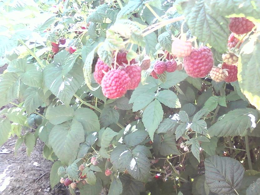 Arbusti fructiferi - Pret | Preturi Arbusti fructiferi