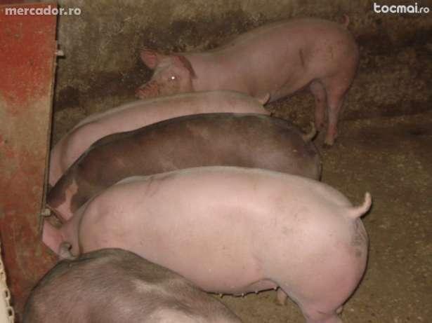 porci de rasa de carne intre 90-130kg pt taiat sau reproductie. - Pret | Preturi porci de rasa de carne intre 90-130kg pt taiat sau reproductie.