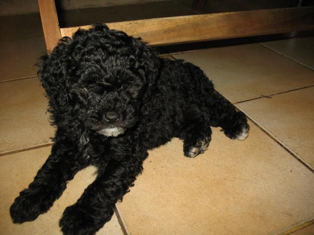 Vand pui caniche arad - Pret | Preturi Vand pui caniche arad