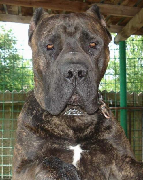 catei presa canario - Pret | Preturi catei presa canario