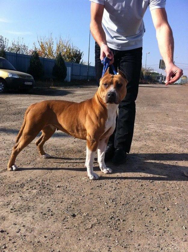 Amstaff - Pret | Preturi Amstaff