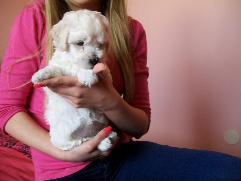 Bichon frise - Pret | Preturi Bichon frise