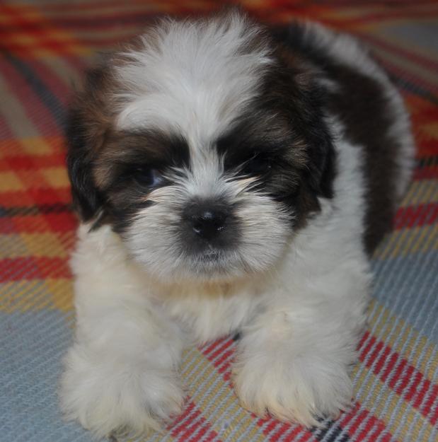 vand pui shih tzu - Pret | Preturi vand pui shih tzu