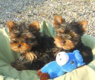 Yorkshire Terrier toy,pui - Pret | Preturi Yorkshire Terrier toy,pui