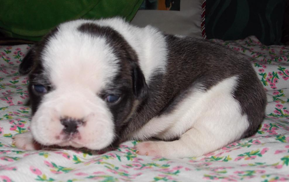 Pui Bulldog Francez femele - Pret | Preturi Pui Bulldog Francez femele